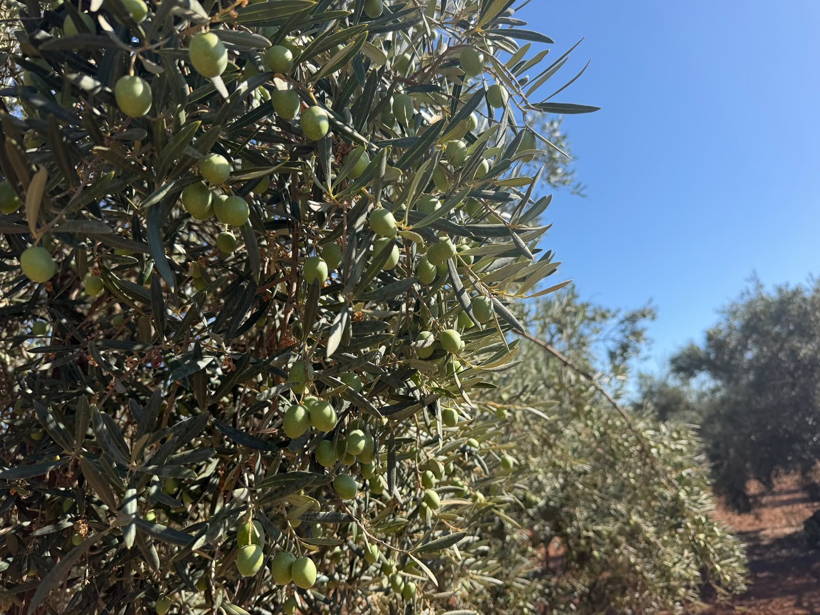 Comienza la campaña de verdeo en el olivar de Puente Genil marcada por el calor y la evolución del fruto