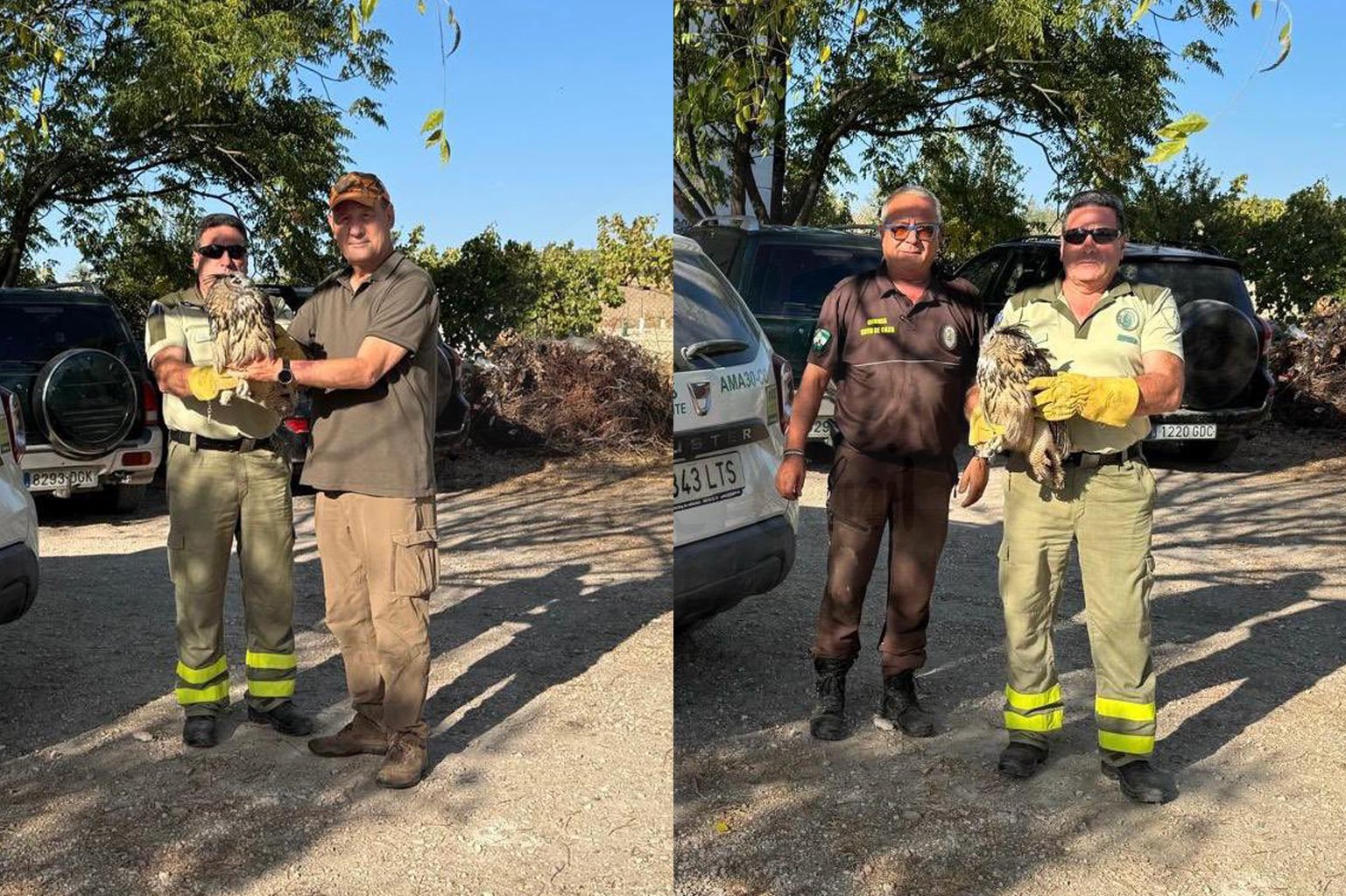 Recuperan en Puente Genil un búho real desorientado y con síntomas de deshidratación