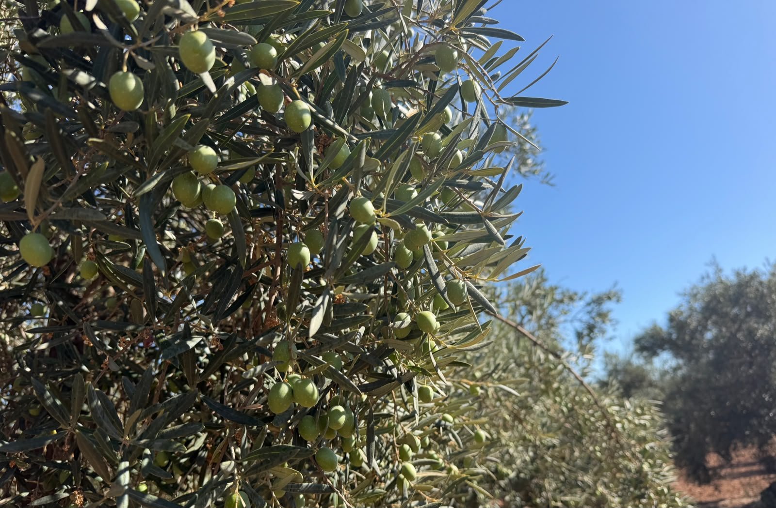 La Junta prevé una producción de 339.700 toneladas de aceite de oliva para la provincia de Córdoba